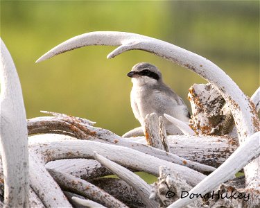 Loggerhead Shrike