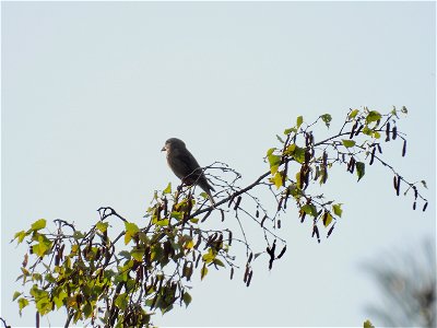 Kruisbek
