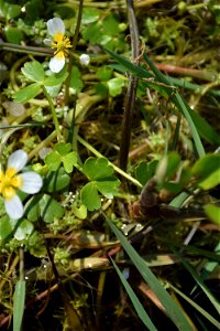 Ranunculus peltatus subsp. baudotii (Godr.) Meikle ex C.D.K.Cook, 1984