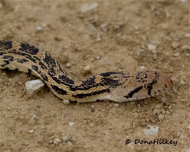 Gopher Snake photo