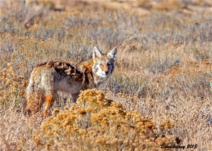 Coyote