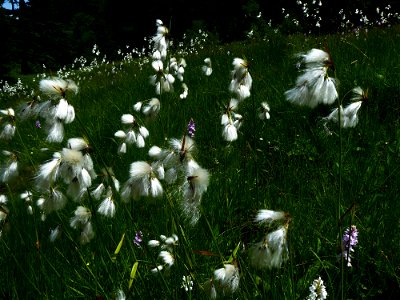 Eriophorum latifolium Hoppe, 1800