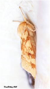 Spotted Tussock Moth 7june2012 Kat photo