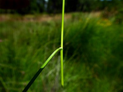 Carex echinata Murray, 1770