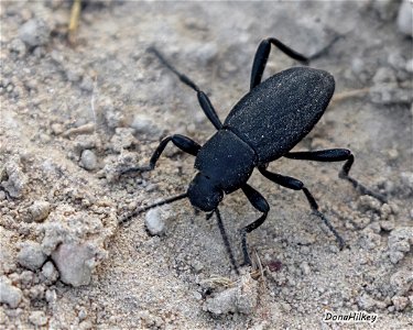 Desert Stink Beetle