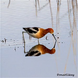 American Avocet