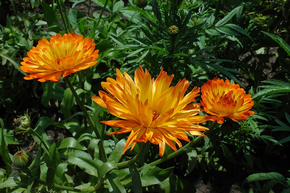 Orange flowers close up