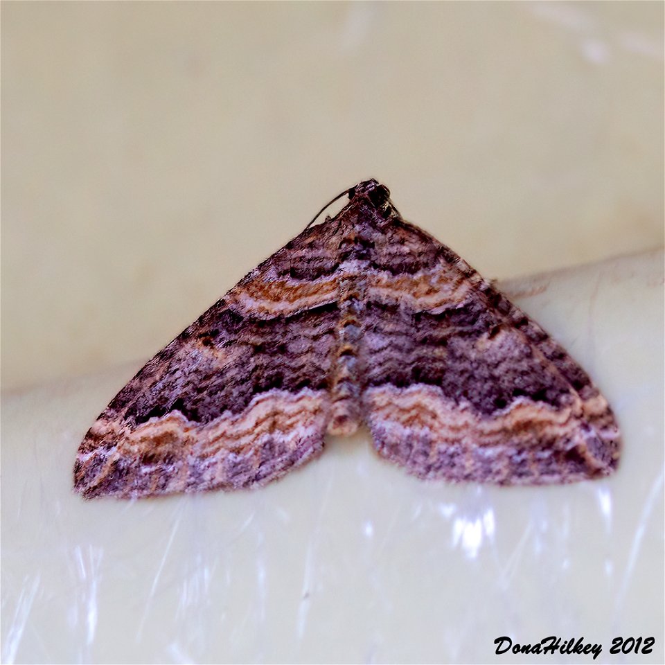 Carpet Moth Perizoma custodiata
