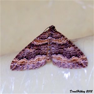 Carpet Moth Perizoma custodiata