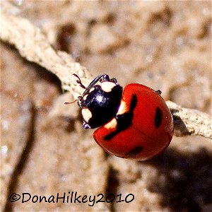 TransverseLadyBeetle