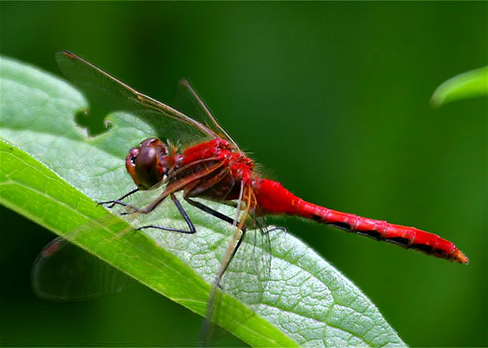 Cherry-faced Meadowhawk