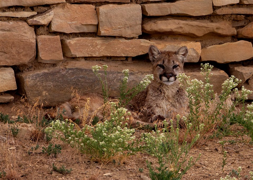 Mountain Lion