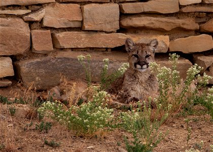 Mountain Lion