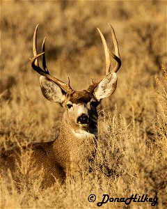 Mule Deer Buck