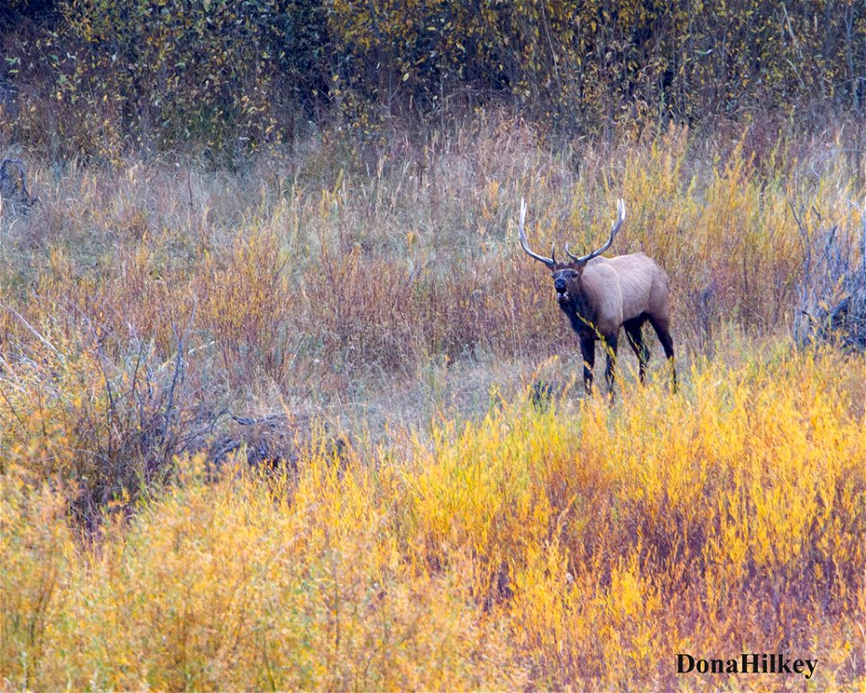 elk-10oct2020-SouthFork10