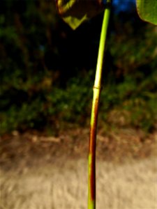 Hypericum montanum L., 1755