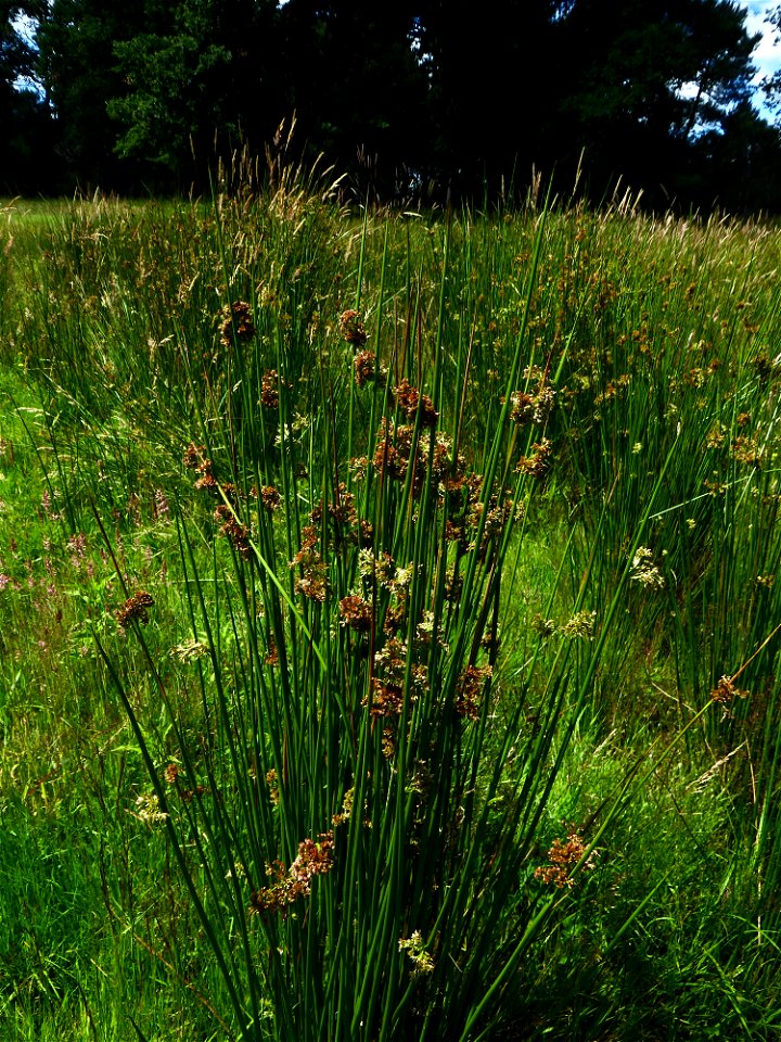 Juncus effusus L., 1753