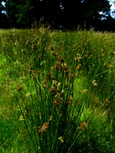 Juncus effusus L., 1753