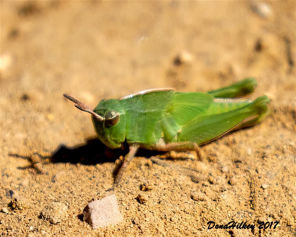 Green-striped Grasshopper