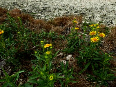 Inula britannica L., 1753