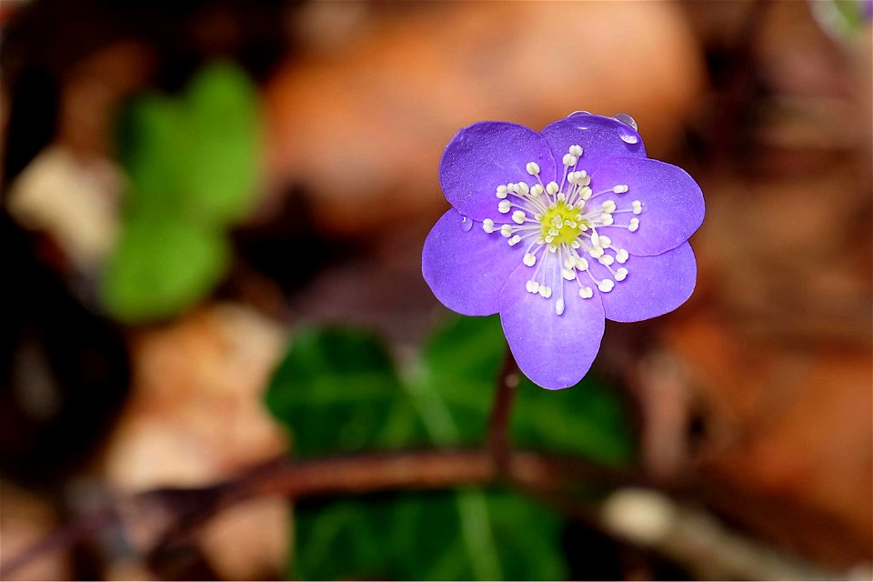 Flors