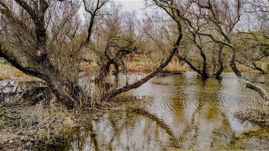 19-03-2021 Aiguamolls de l' Empordà