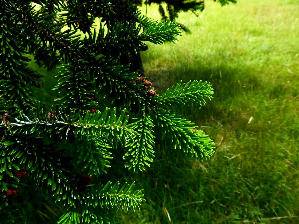 Picea abies (L.) H.Karst., 1881