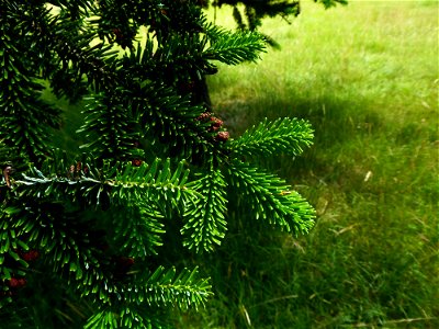 Picea abies (L.) H.Karst., 1881