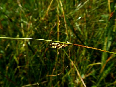 Carex distans L., 1759