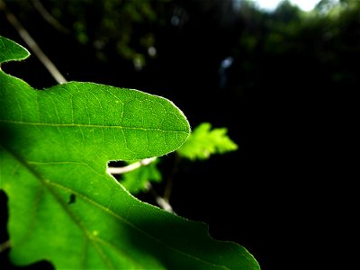Quercus pubescens Willd., 1805
