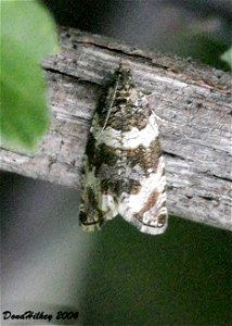 Dusky Leafroller Moth