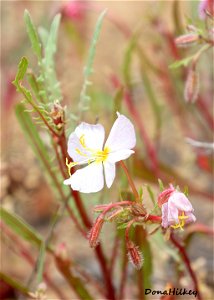 Evening Primrose (Oenothera sp. maybe pallida)-4june2022-Deer Lodge-Park-2