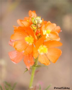 Cowboy's Delight