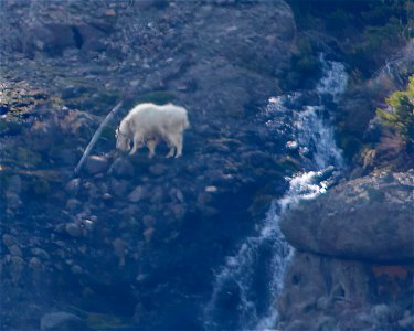 Mountain Goat