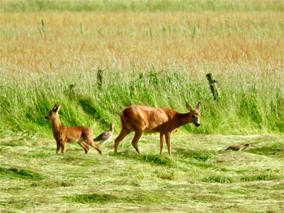 Ree met kalf en wulp