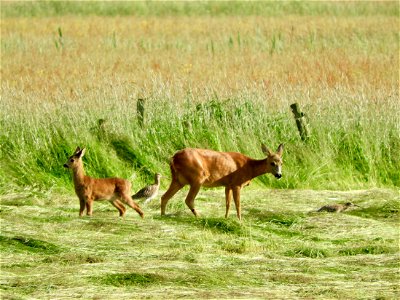 Ree met kalf en wulp