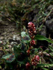 Persicaria lapathifolia (L.) Delarbre, 1800