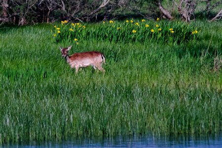 06-04-2017 Aiguamolls de l' Empordà