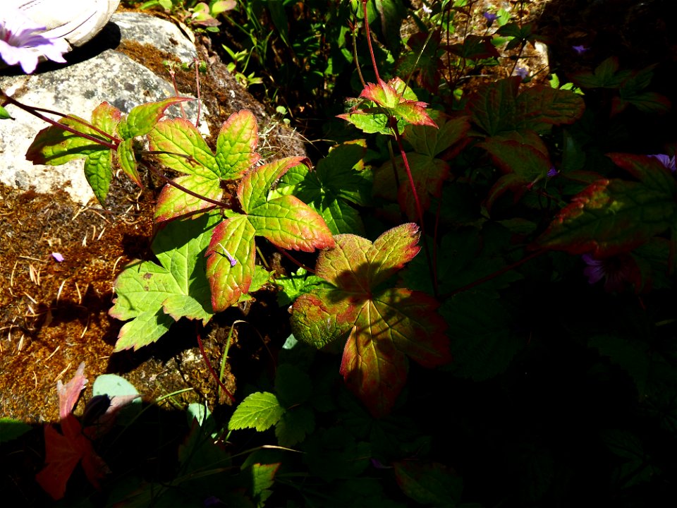Geranium nodosum L., 1753