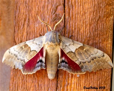 Western Poplar Sphinx