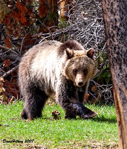 Grizzly Bear