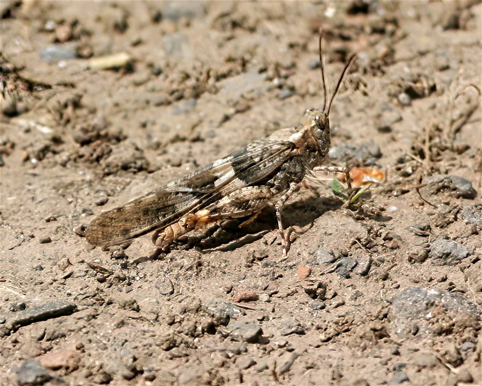 Band-winged Grasshopper