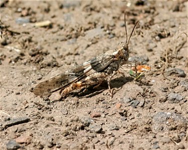 Band-winged Grasshopper