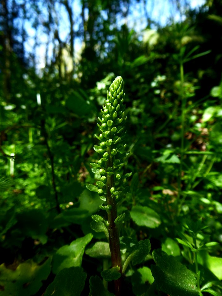 Umbilicus rupestris (Salisb.) Dandy, 1948