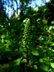 Umbilicus rupestris (Salisb.) Dandy, 1948