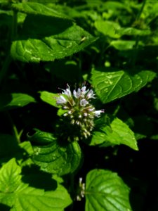 Mentha aquatica L., 1753