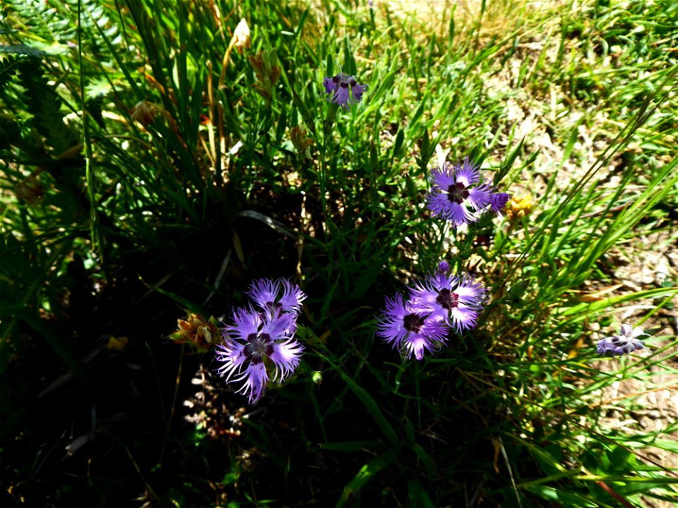 Dianthus hyssopifolius L., 1755