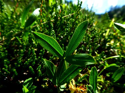 Trifolium alpinum L., 1753