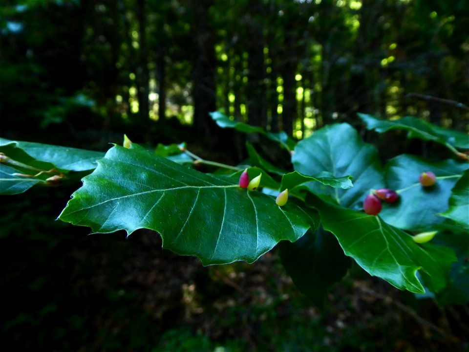 Fagus sylvatica L., 1753
