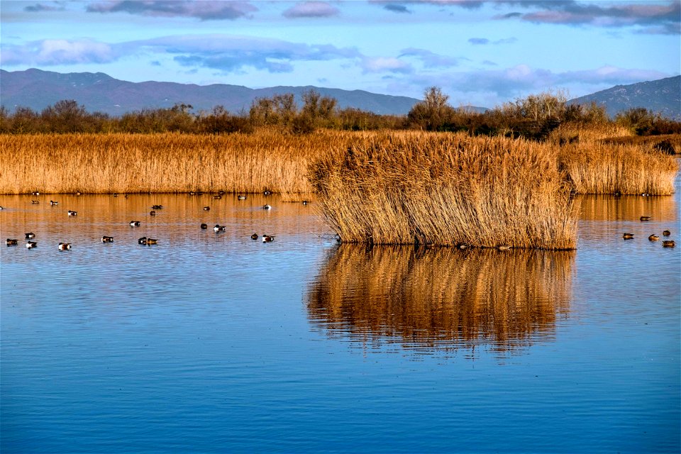 23-12-2019 Aiguamolls de l' Empordà